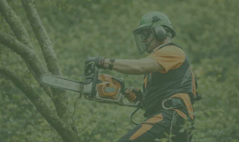 κοπή δέντρων