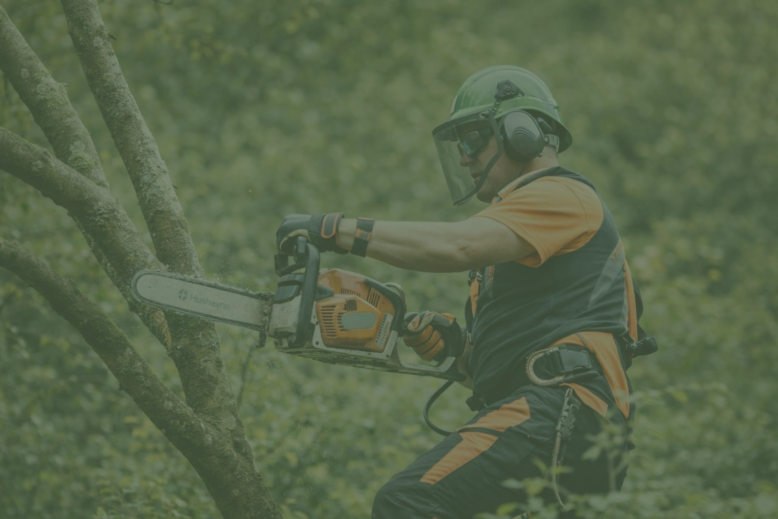 κοπή δέντρων