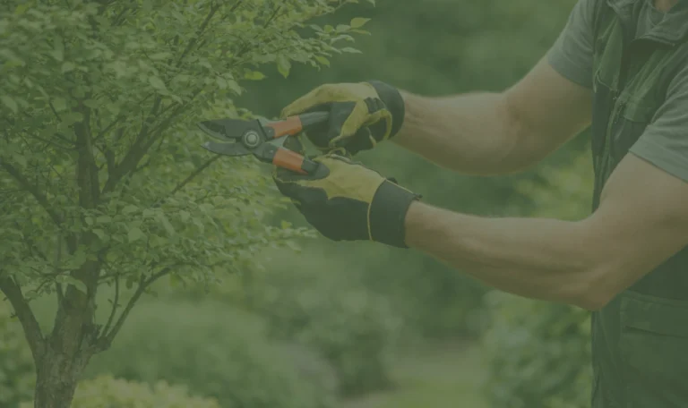 κλάδεμα δέντρων